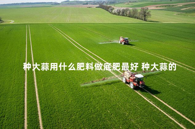 种大蒜用什么肥料做底肥最好 种大蒜的方法和步骤